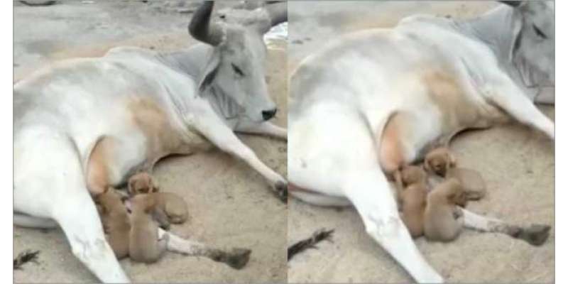 گائے کی کُتے کے ننھے یتیم بچوں کو دودھ پلانے کی ویڈیو سوشل میڈیا پر ..