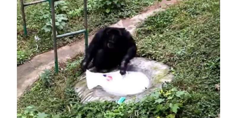 چمپینزی نے اپنی نگران کی نقل میں کپڑے  دھو دئیے۔ ویڈیو وائرل