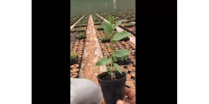 سعودی شہری کا ملک بھرمیں السدر کے ایک کروڑ پودے لگانے کا پروگرام
