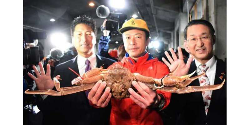 جاپان میں برفانی کیکڑا تقریباً 72 لاکھ روپے میں نیلام ہوا