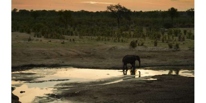 زمبابوے میں خشک سالی کے باعث 55 ہاتھی ہلاک