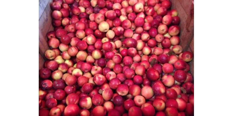 امریکی ریاست مشی گن میں چوروں نے سیبیوں کا باغ لوٹ لیا