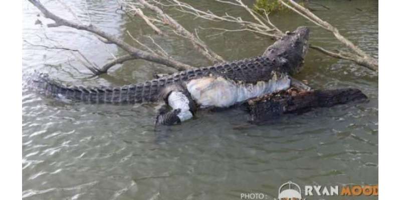 آسٹریلوی ٹاؤن 15 فٹ لمبے اور 80 سالہ مگرمچھ کے قتل پر افسردہ ہوگیا۔ دعائیہ ..