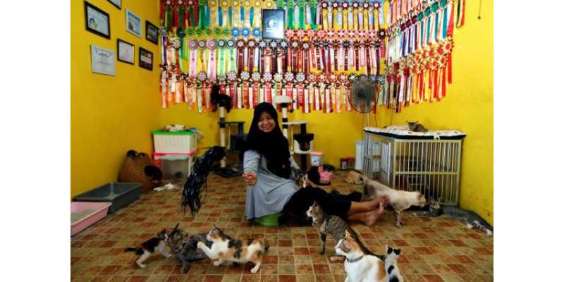 انڈونیشیا کی خاتون خانہ نے اپنے گھر میں 250 سے زیادہ بے گھر بلیاں پال ..