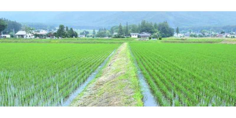 جاپان میں چاولوں کی کٹائی کی رسم منانے کی روایتی تقریب کا انعقاد