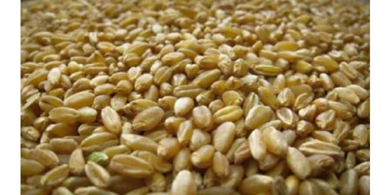 جیکب آباد میں گندم کی خریداری 5 اپریل سے شروع کی جائے گی ضلع میں 15خریداری ..