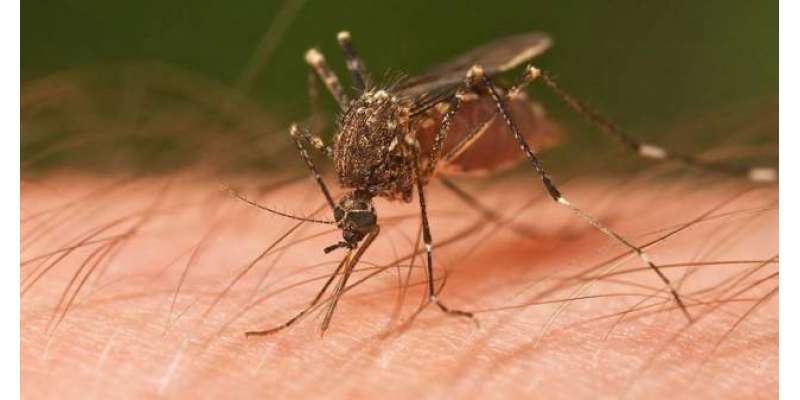 مچھروں کسے کاٹتے ہیں؟   چند دلچسپ حقائق