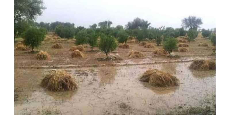 بارشیں اور ژالہ باری پنجاب میں 2لاکھ ٹن گندم ضائع ہوگئی