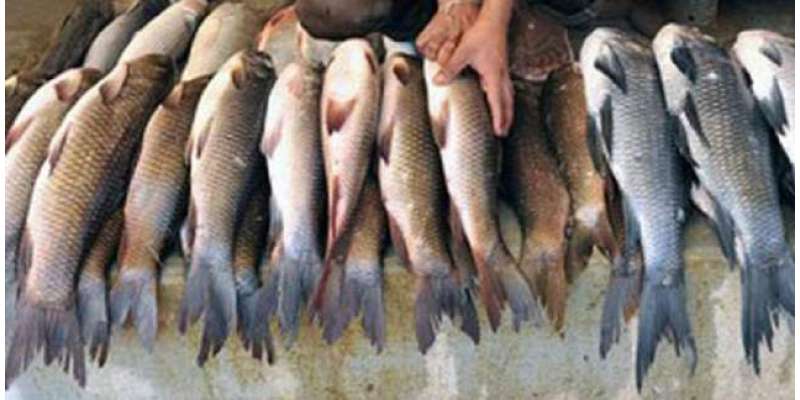 قصابوں کی ہڑتال‘ مچھلی کی مانگ میں اضافہ