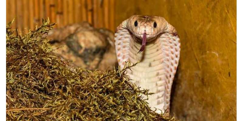 سانپوں کو کس قسم کے شور سے ڈرایا جا سکتا ہے؟ سانپوں سے بچنے کی ہدایات