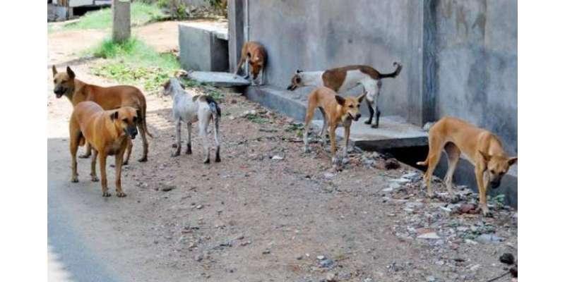 نقصان پہنچانے والے آوارہ کتوں کو مارنا شرعا ًدرست ہے ،ْفتویٰ کونسل