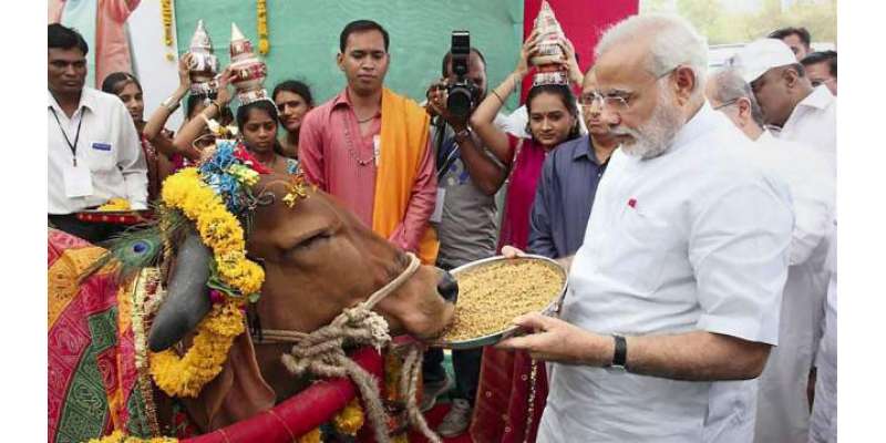 گائے بھارت کی ثقافت کا اہم حصہ ہے،وزیراعظم نریندرامودی