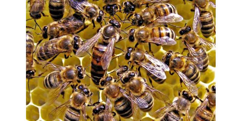 سائنسدانوں نے شہد کی مکھیوں سے کورونا کی تشخیص میں کامیابی حاصل کرلی