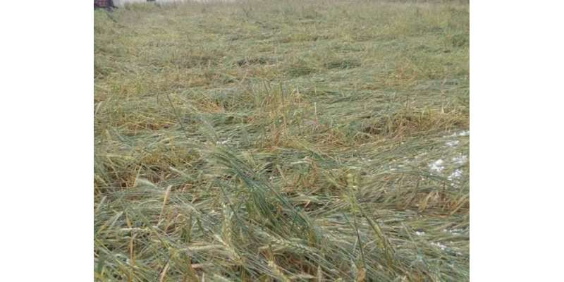 وزیرآباد  ،گندم  کے ذخیرہ اندوزوں کے خلاف   کارروائی
