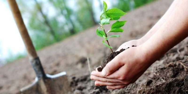 سرگودھا، موسم بہار 2021کی شجرکاری مہم میں31لاکھ 71ہزار پودا لگائے جائینگے