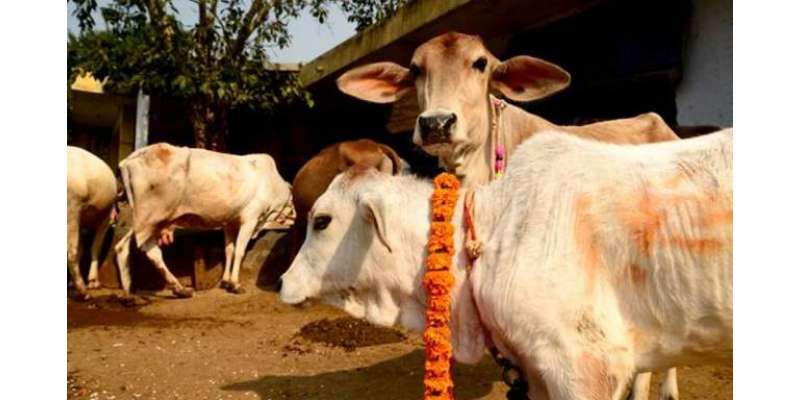بھارت میں گائے کی مردم شماری کی تجویزاورکانوں پر نمبرٹیگ لگانے کا مطالبہ