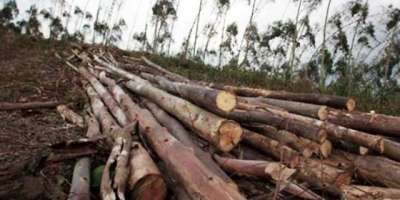 بلوچستان کی تاریخ میں پہلی دفعہ درختوں کی کٹائی پر ایک کروڑ 25لاکھ روپے ..