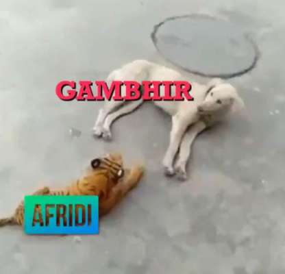 آسٹریلوی صحافی نے شاہد آفریدی کو شیر جبکہ گوتھم گھمبیر کو کتے سے تشبیہ دیدی