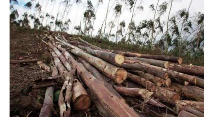 سانگلہ ہل ٹمبر مافیا اور محکمہ جنگلات کی ملی بھگت سے لاکھوں روپے کے شیشم کے درخت چوری ہو گئے