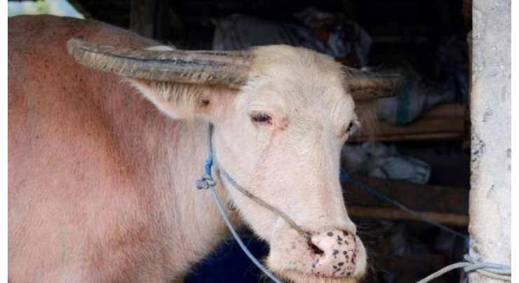 ابوظہبی کے دیہی علاقے میں بپھرے بیل نے تباہی مچا دی