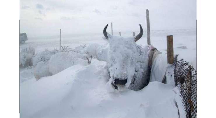 برف باری کے باعث 3,625 مویشی مر گئے