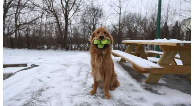 نیویارک کا یہ کتا اپنے منہ میں ایک ساتھ 6 ٹینس بالز سنبھال سکتا ہے