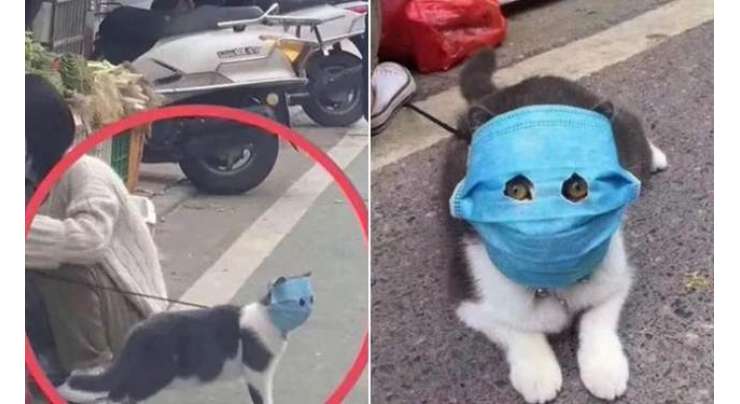 کورونا وائرس کے بحران کے باعث چینیوں کے پالتو جانور بھی ماسک پہننے لگے
