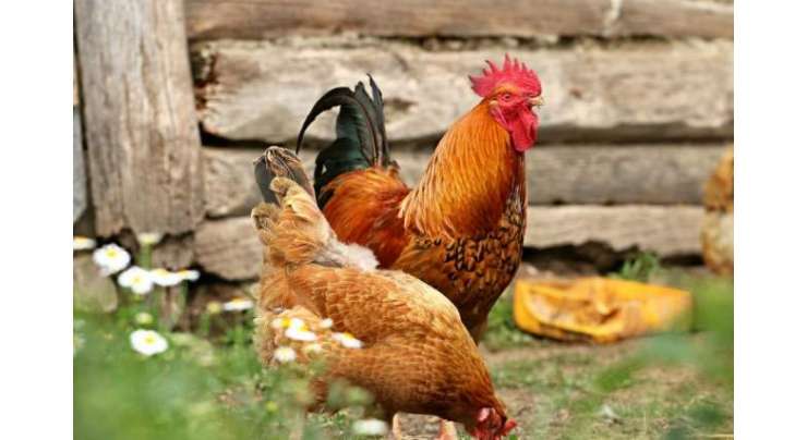 سوئیڈن کے شہر میں حکام نے  تقریبات روکنے کے لیے پارک میں مرغیوں کا فضلہ پھیلا دیا