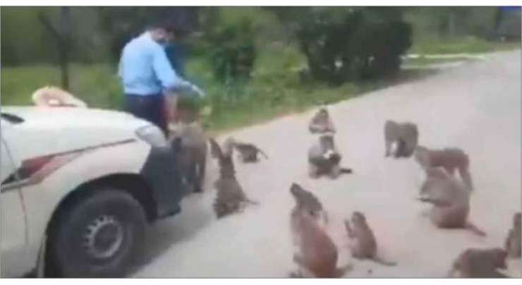 اسلام آباد پولیس اہلکار نے انسانیت کی اعلیٰ مثال قائم کردی، بھوکے بندروں کو کھانا کھلانے کی ویڈیو وائرل