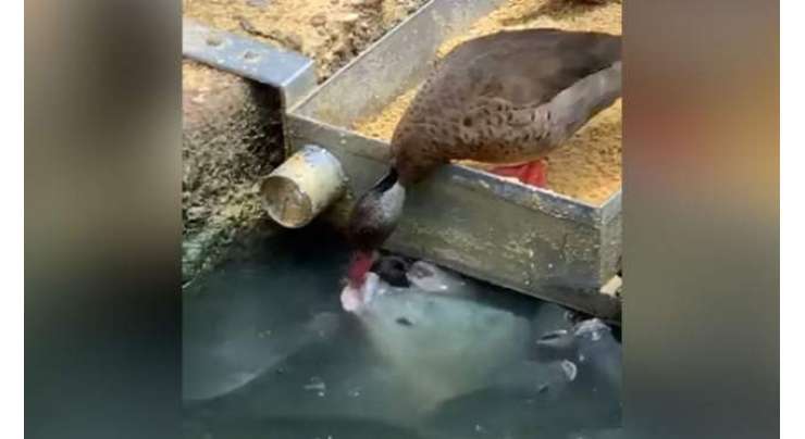 بطخ کی مچھلیوں کو خوراک کھلانے کی دلچسپ وائرل ویڈیو