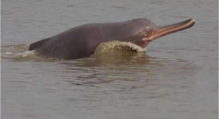 روہڑی کینال میں پھنسنے والی ڈولفن شہریوں کی غفلت کے باعث ہلاک