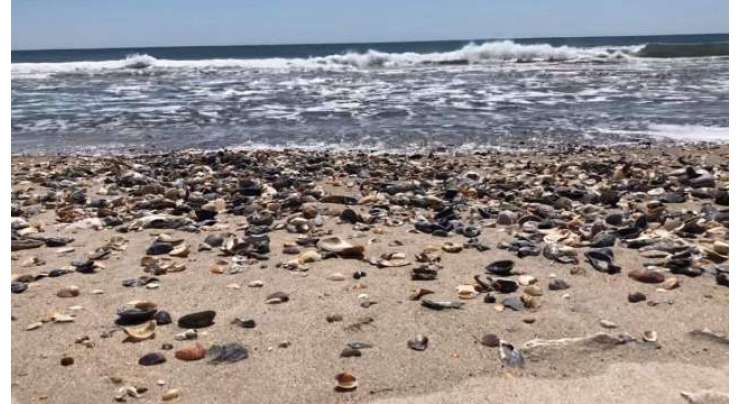 لاک ڈاؤن کی وجہ سے  شمالی کیرولائنا کے ساحلوں پر سمندری صدف کے انبار لگ گئے