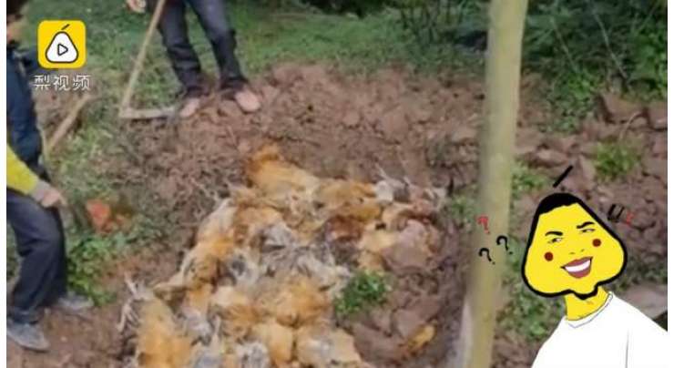 ہمسایوں کی آتش بازی  سے ڈر کر 246 مرغیاں مر گئی۔ کسان کا الزام