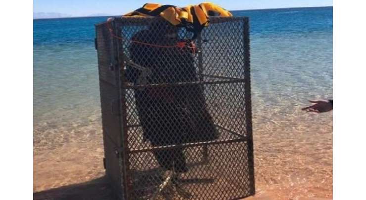 تبوک میں سمندر کی تہہ سے پنجرے میں بند انسانی ڈھانچے برآمد