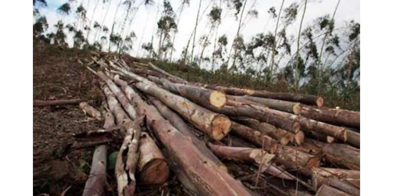 بلوچستان کی تاریخ میں پہلی دفعہ درختوں کی کٹائی پر ایک کروڑ 25لاکھ روپے ..