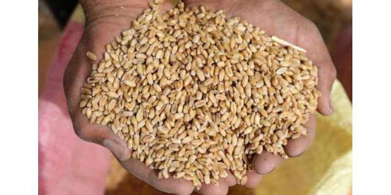 ْلاہور سمیت پنجاب بھر میں گندم خریداری مہم بند ،سرکاری سطح پر گندم ..