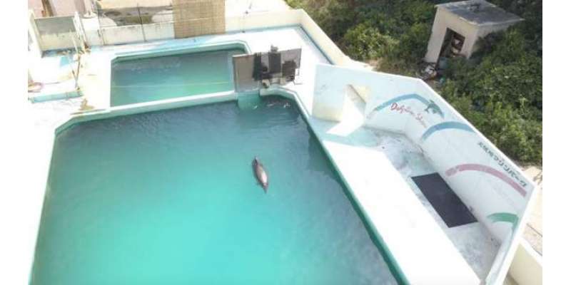دنیا کی تنہا ترین ڈولفن   ایک متروک ایکوریم پول میں   چل بسی