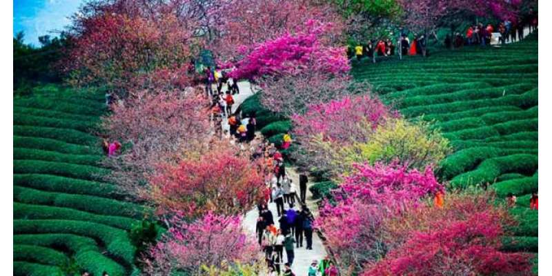 چین کے شہر گیانگ میں چیری بلاسم کے ہزاروں درخت پھولوں سے بھر گئے،
