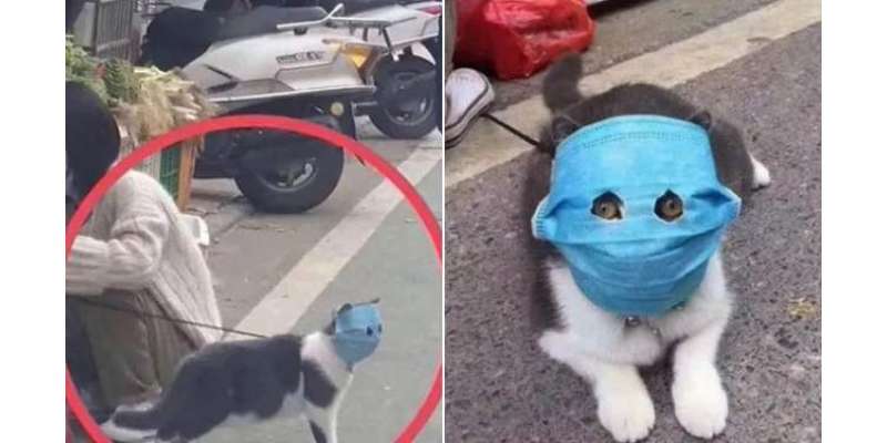 کورونا وائرس کے بحران کے باعث چینیوں کے پالتو جانور بھی ماسک پہننے ..