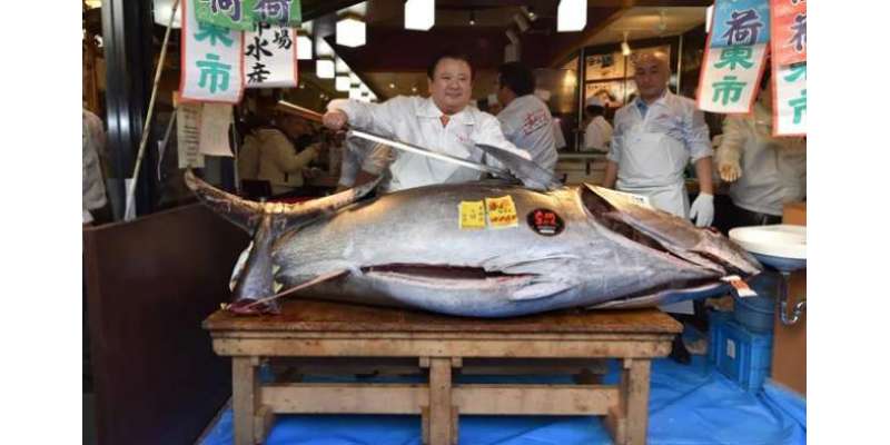 276 کلوگرام وزنی مچھلی کی قیمت  28 کروڑ روپے