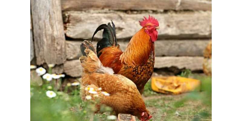 سوئیڈن کے شہر میں حکام نے  تقریبات روکنے کے لیے پارک میں مرغیوں کا فضلہ ..
