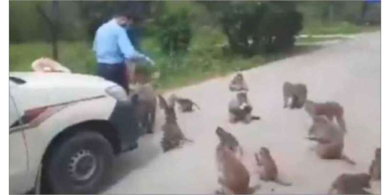 اسلام آباد پولیس اہلکار نے انسانیت کی اعلیٰ مثال قائم کردی، بھوکے بندروں ..