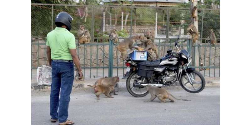 بھارت میں بندروں کا لیب ٹیکنیشن پر حملہ، کورونا زدہ مریضوں کے خون کے ..