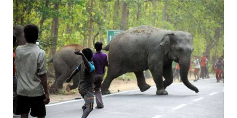 بھارتی ریاست اڑیسہ میں ہاتھی کے حملے میں 2 افراد ہلاک، 600 سکول بند