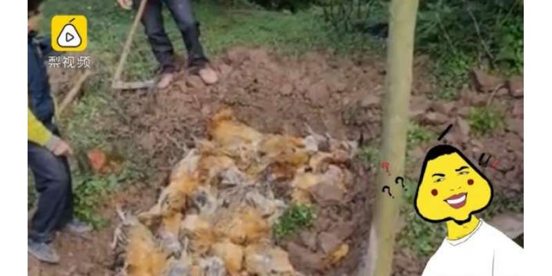 ہمسایوں کی آتش بازی  سے ڈر کر 246 مرغیاں مر گئی۔ کسان کا الزام