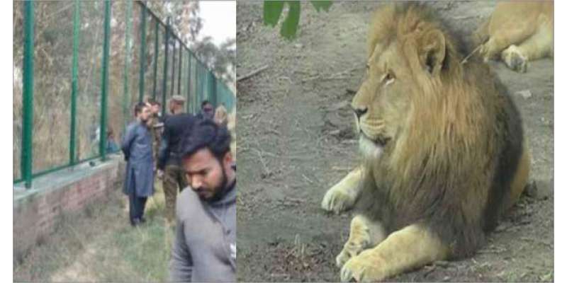 سفاری پارک لاہور میں شیروں کا شکار ہونے والے نوجوان کا ذہنی توازن درست ..