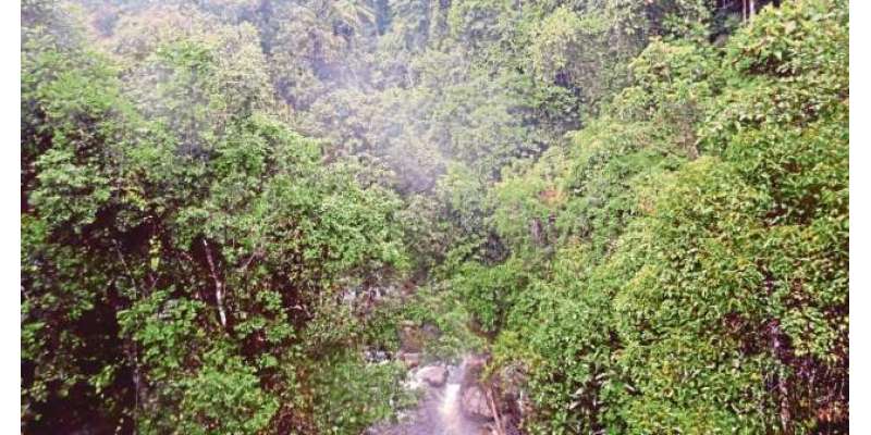 ملائیشیا میں لوگوں نے کورونا وائرس سے بچنے کیلئے جنگلوں کا رخ کرلیا