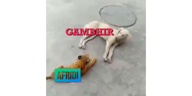 آسٹریلوی صحافی نے شاہد آفریدی کو شیر جبکہ گوتھم گھمبیر کو کتے سے تشبیہ ..
