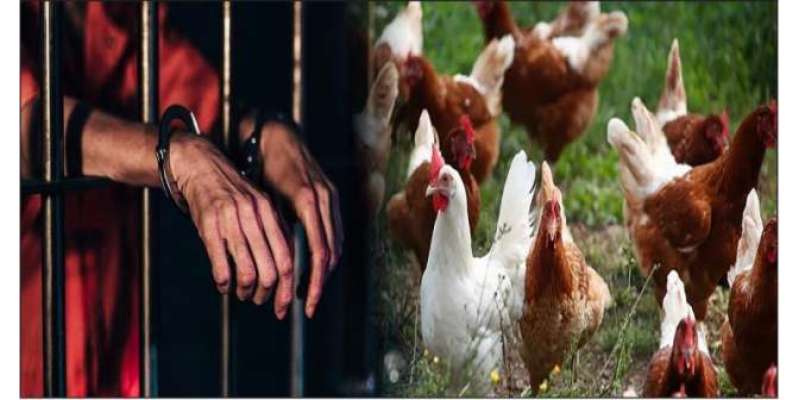 برطانیہ میں مرغیوں سے جنسی زیادتی، بیوی نے شوہر کو جیل کی ہوا کھلا دی