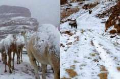 سعودی عرب میں شدید سردی کا 30 برسوں کا ریکارڈ ٹوٹ گیا